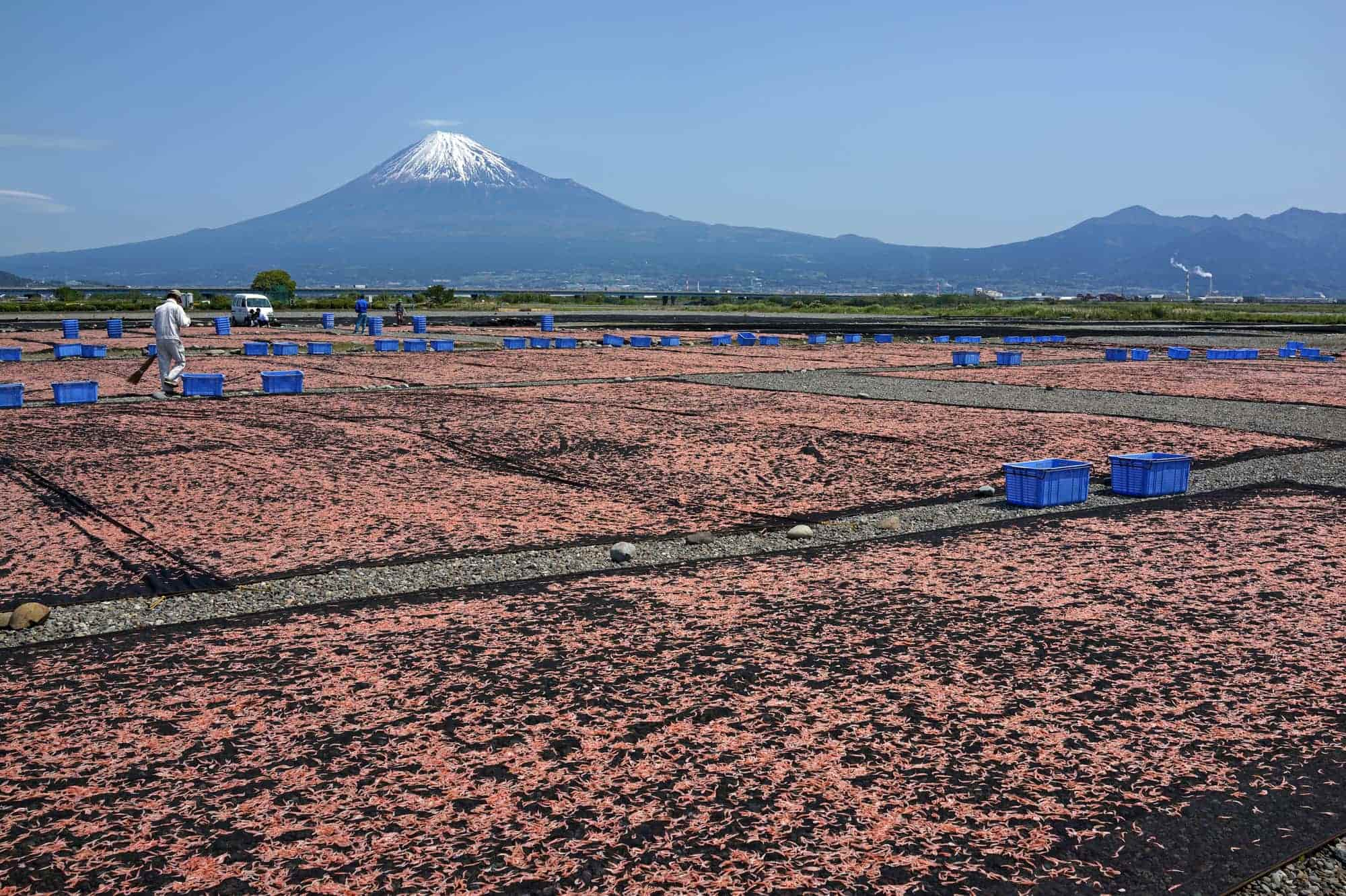 富士山をバックに広がる桜えび干し場